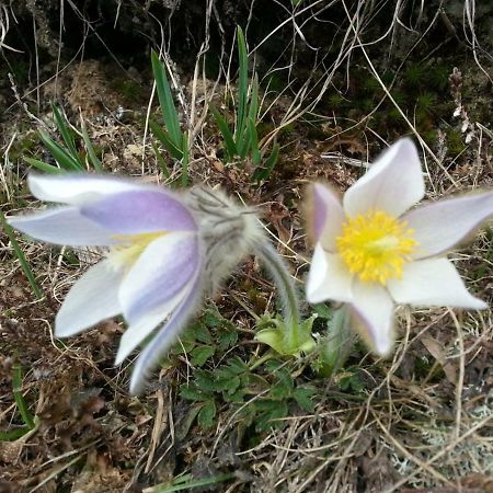 Janserhof 오베르틸리아치 외부 사진